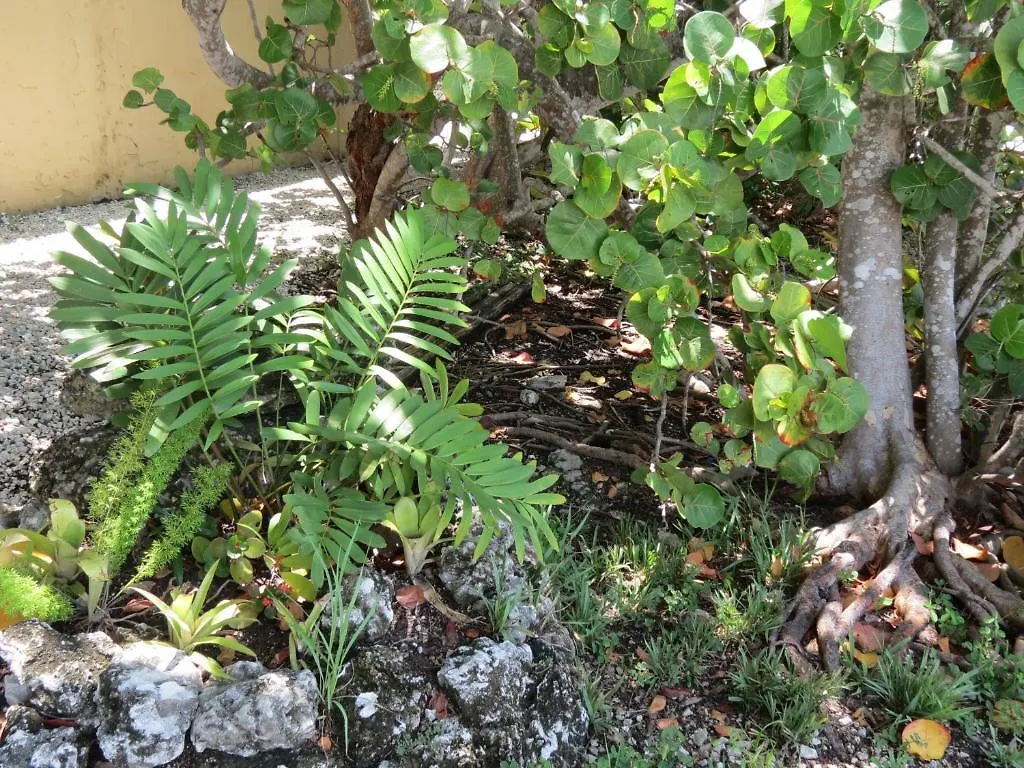 Ed & Ellen's Lodgings 2* Key Largo